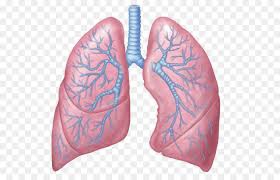 ĐTHT tăng cường chức năng phổi